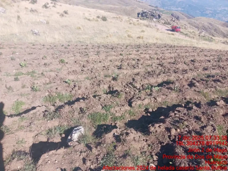 Heladas inusuales provocan 34 emergencias agrarias en Huánuco durante diciembre