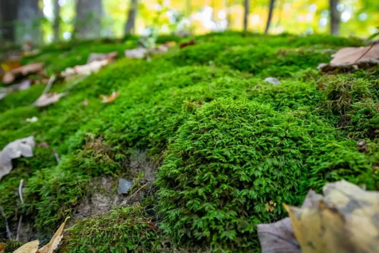 Advierten sobre riesgos ambientales del uso de musgo en Navidad