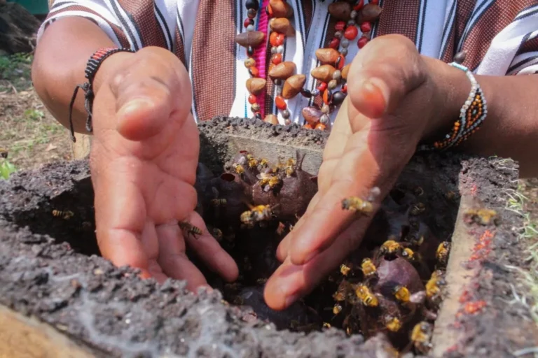 Abejas nativas sin aguijón: Por primera vez, un insecto obtiene estatus jurídico en la Amazonía peruana