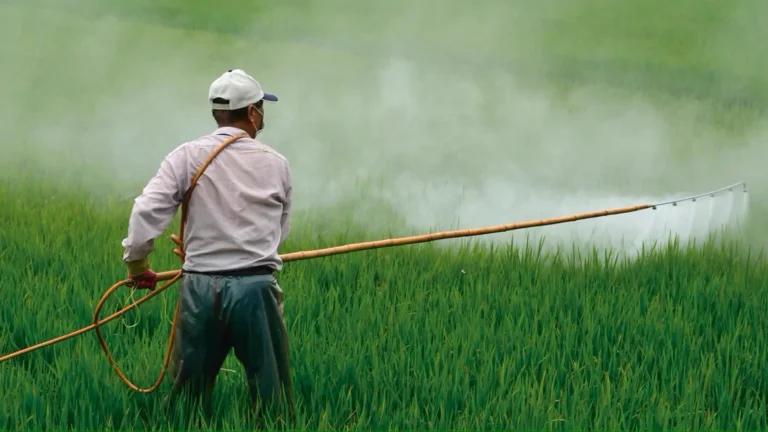 Producción orgánica avanza, pero plaguicidas aún dominan la agricultura peruana