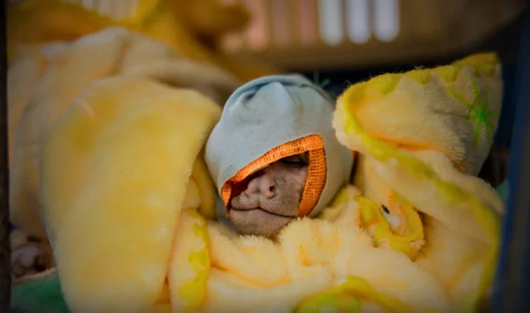 ATFFS Tingo María intervino 96 animales silvestres en 2025 en operativos contra el tráfico y la tenencia ilegal