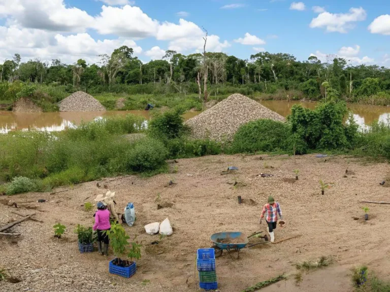Comunidad Nativa San Jacinto siembra 15 especies nativas en área degradada por minería ilegal