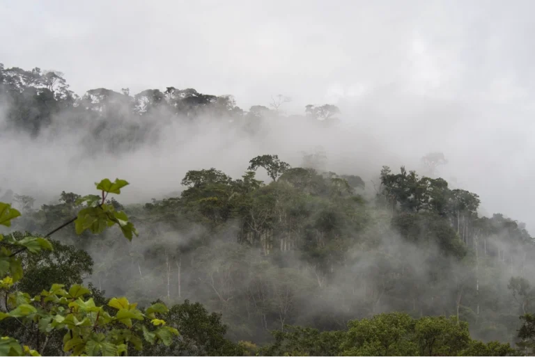 Ecuador y Perú oficializan el Corredor de Conservación Transfronterizo Andino Amazónico