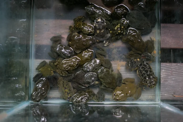 Juliaca: Decomisan ranas del Titicaca que eran vendidas ilegalmente