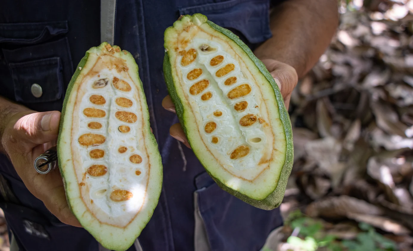 El galardón posiciona al Perú como referente internacional en la producción de cacao fino y de alta calidad. (Foto: Difusión)