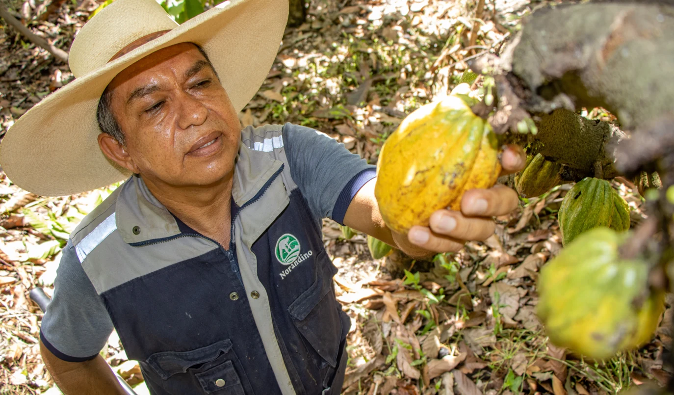 El reconocimiento internacional resalta el trabajo de los productores peruanos y el potencial del cacao blanco en mercados especializados. (Foto: Difusión)