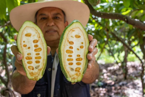 El cacao blanco peruano obtuvo la medalla de plata en un reconocido certamen mundial realizado en Ámsterdam. (Foto: Difusión)