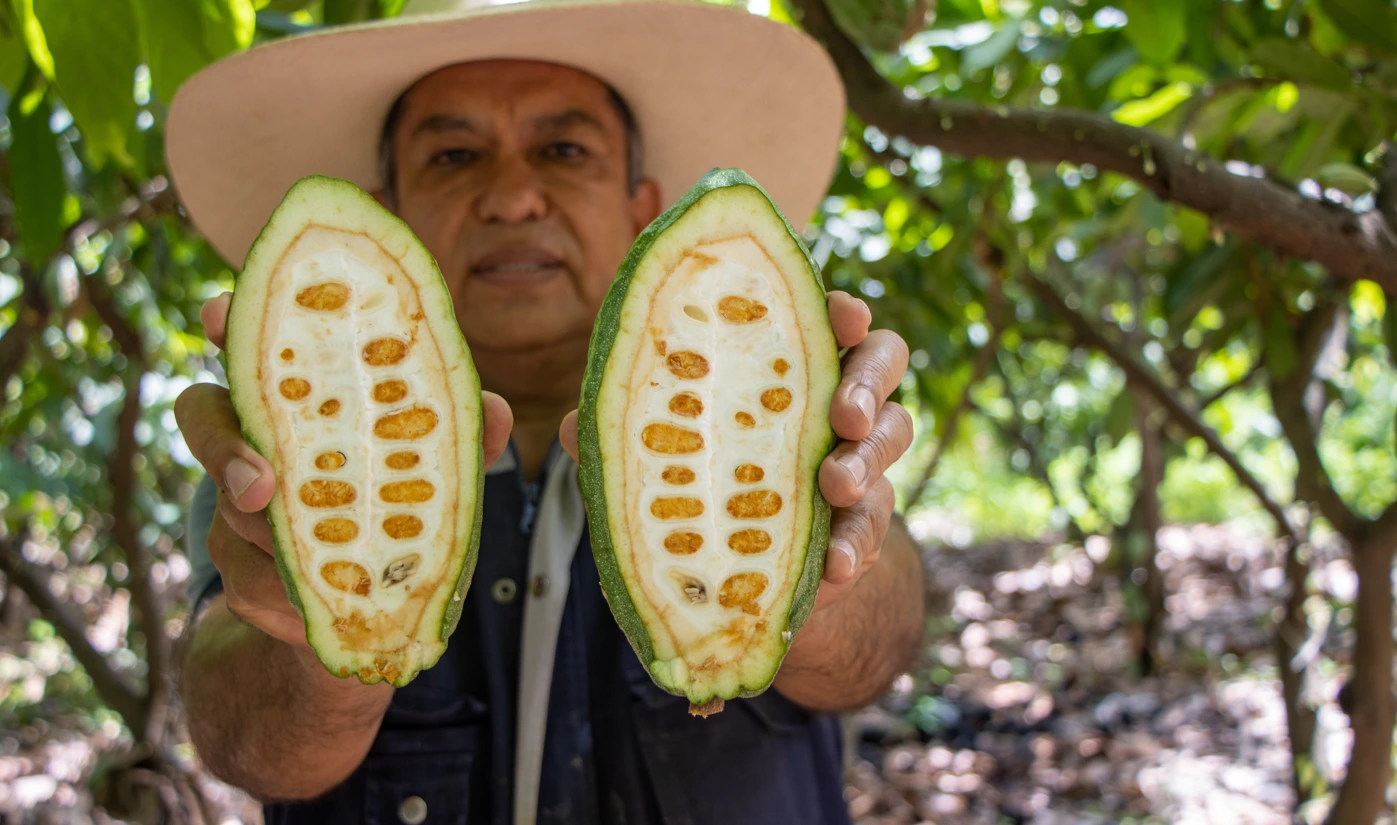 El cacao blanco peruano obtuvo la medalla de plata en un reconocido certamen mundial realizado en Ámsterdam. (Foto: Difusión)