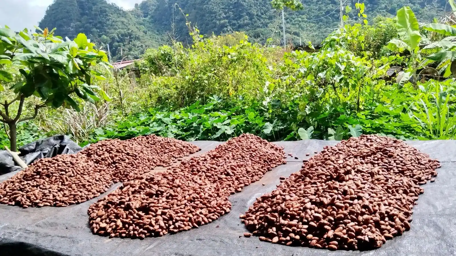 Cada etapa del proceso es determinante; la calidad no depende solo de la genética del cacao, sino del manejo técnico en campo y poscosecha. (Foto: Inforegion)
