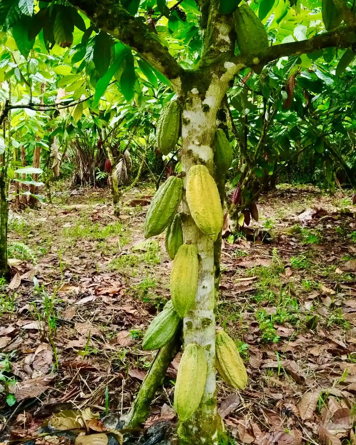 Los reconocimientos obtenidos en el Salón del Chocolate en París son el resultado de una cadena productiva articulada, del compromiso de agricultores, cooperativas y chocolateros que han entendido que la excelencia comienza en la chacra. (Foto: Inforegion)