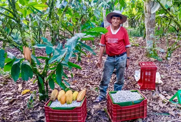 Desde Tingo María, agricultores, cooperativas y chocolateros han logrado posicionar sus granos de cacao fino de aroma en los más exigentes escenarios internacionales, como el Salón del Chocolate en París. (Foto: Inforegion)