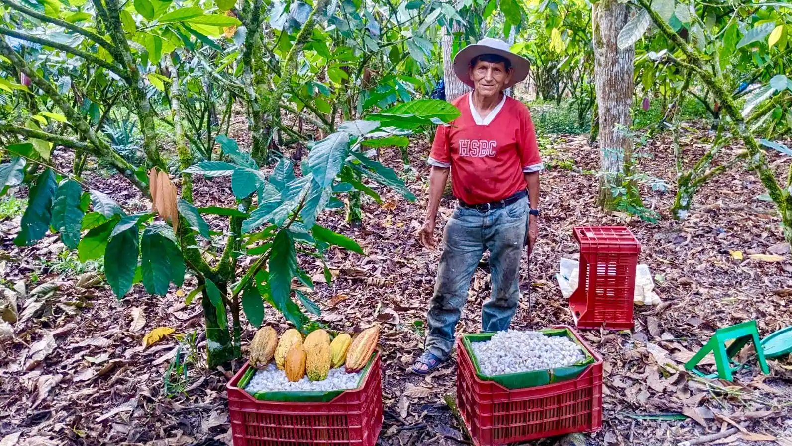 Desde Tingo María, agricultores, cooperativas y chocolateros han logrado posicionar sus granos de cacao fino de aroma en los más exigentes escenarios internacionales, como el Salón del Chocolate en París. (Foto: Inforegion)