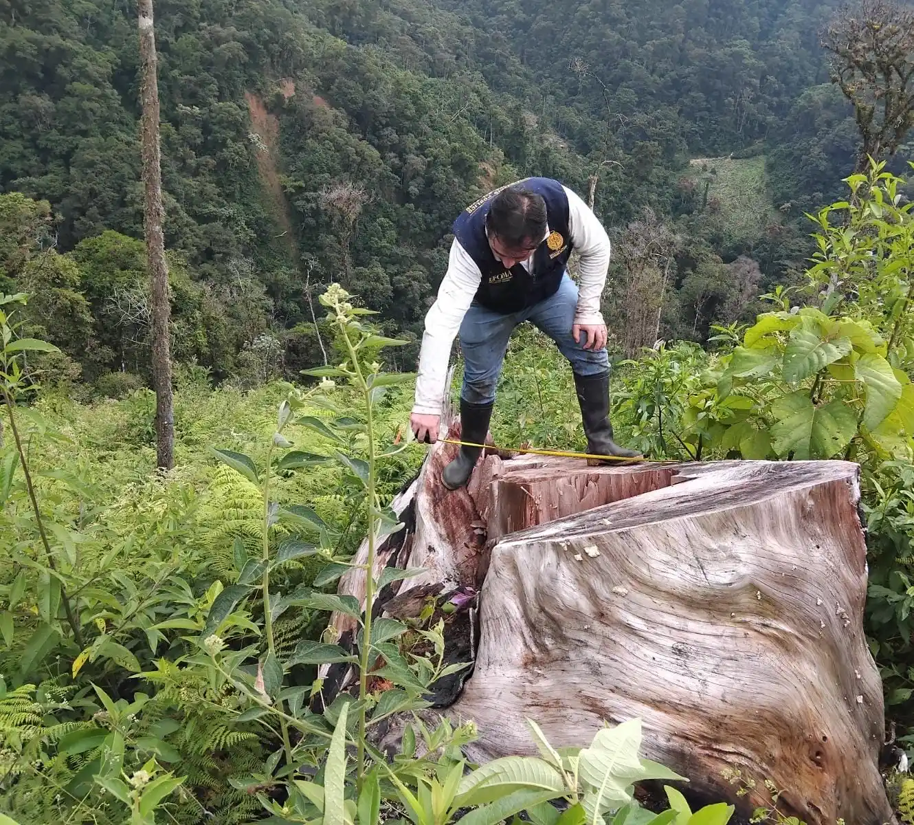 Talaron y quemaron 9.80 hectáreas de bosque natural sin autorización en el distrito de Chungui, región Ayacucho. (Foto: Difusión)