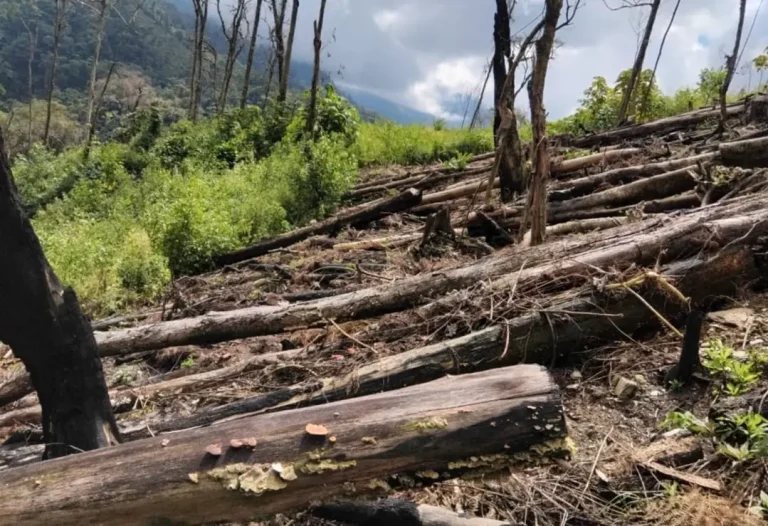 El Poder Judicial les impuso cuatro años de prisión suspendida, 40 jornadas de servicio comunitario y el pago de reparación civil al Estado. (Foto: Difusión)