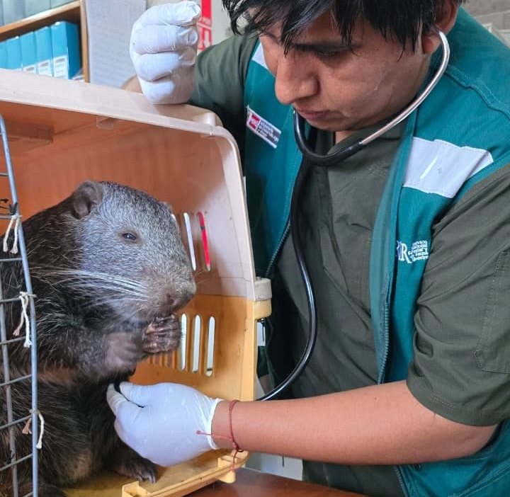 El caso podría derivar en un Procedimiento Administrativo Sancionador por la presunta posesión de fauna silvestre de origen ilegal, considerada una infracción muy grave. (Foto: Difusión)