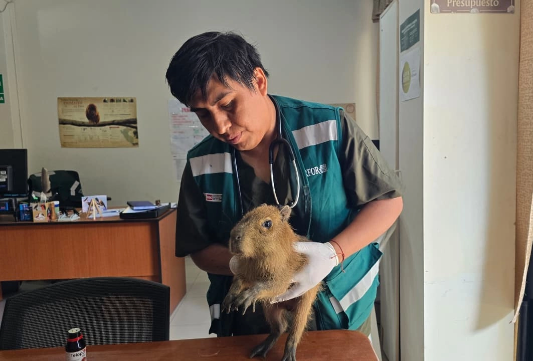 Entre los animales incautados figuran dos loros de frente roja, una tortuga pata amarilla, un machetero, un ronsoco y una lechuza de anteojos. (Foto: DIfusión)