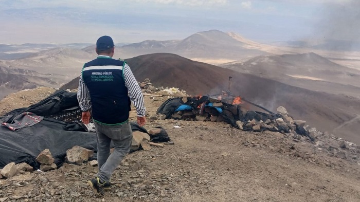La Reserva Nacional San Fernando alberga tillandsiales, plantas clave para la alimentación de los guanacos que atraviesan este corredor biológico. (Foto: Difusión)
