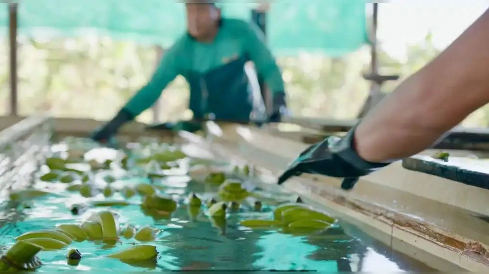 La asistencia técnica permitió integrar modelos circulares que mejoran productividad y competitividad empresarial. (Foto: Difusión)