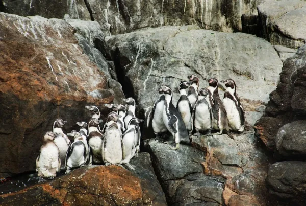 Un reciente estudio científico ha demostrado que el uso del guano de las islas como fertilizante agrícola en el valle de Chincha se remonta al menos al año 1250 d.C., siendo la base del poderío del Reino Chincha. (Foto: Difusión)