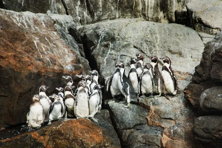 Un reciente estudio científico ha demostrado que el uso del guano de las islas como fertilizante agrícola en el valle de Chincha se remonta al menos al año 1250 d.C., siendo la base del poderío del Reino Chincha. (Foto: Difusión)