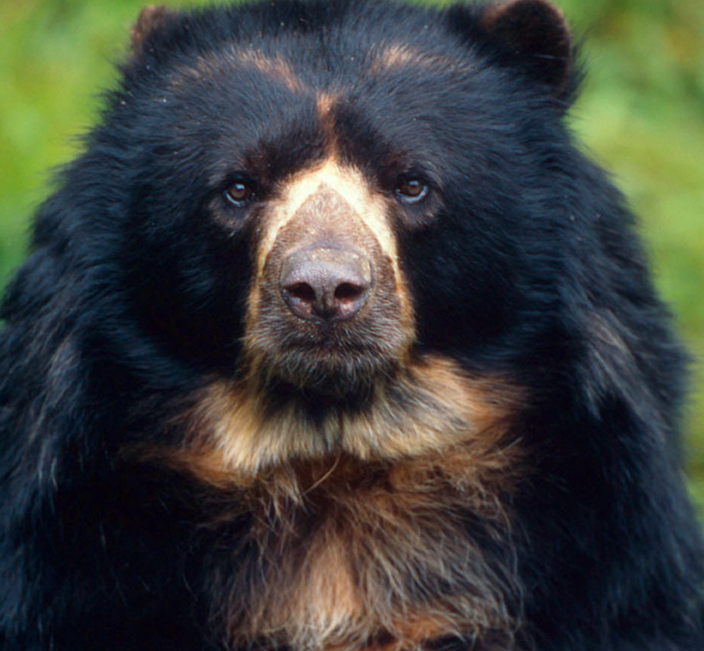 En el Perú, la población del oso andino se estima en alrededor de 5750 individuos, según el Plan Nacional de Conservación liderado por el Servicio Nacional Forestal y de Fauna Silvestre. (Foto: WWF)