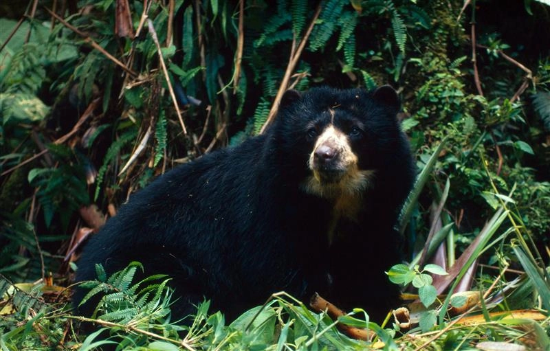 El oso andino cumple un rol ecológico clave al dispersar semillas, contribuyendo a la regeneración del bosque y al mantenimiento de ecosistemas saludables y conectados. (Foto: WWF)