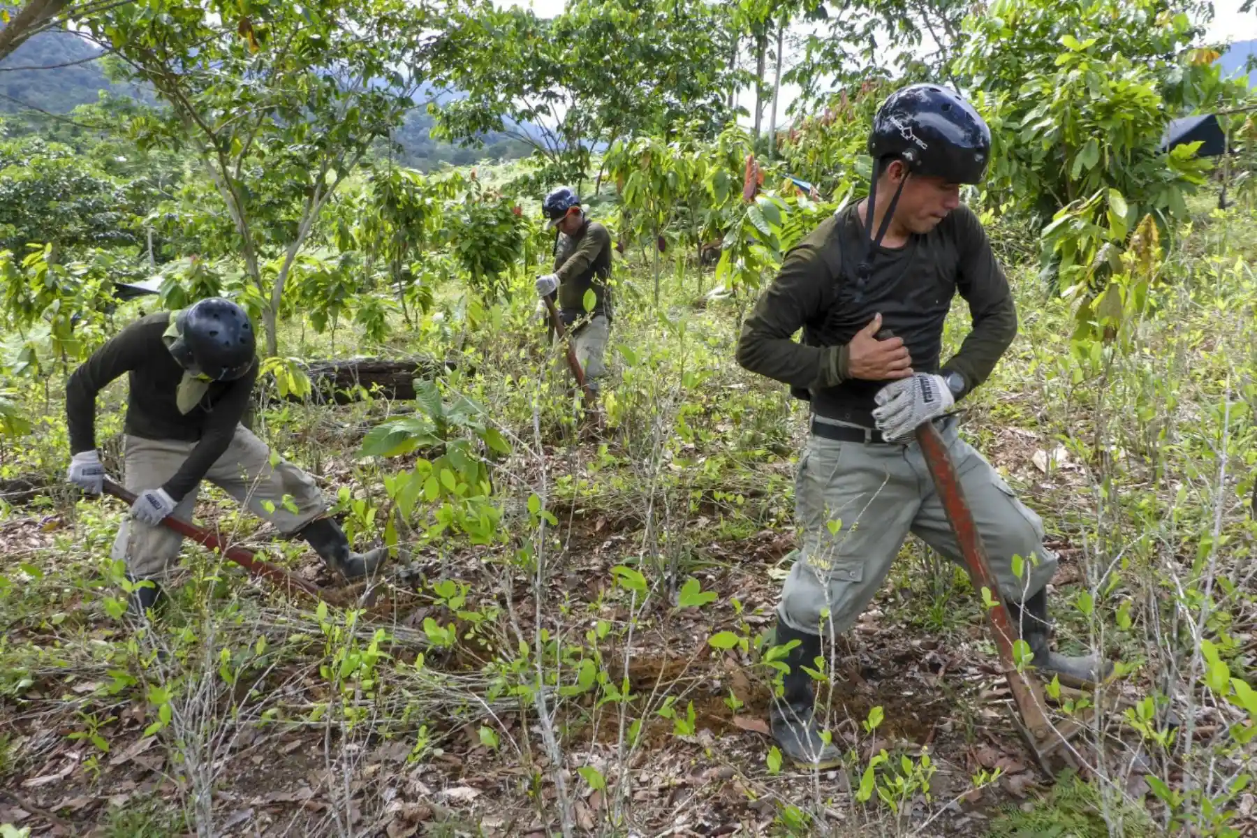 Hasta el 19 de febrero de 2026, los trabajos se desarrollaron en el Eje Operacional Aguaytía, en la región Ucayali, donde se acumulan 578.07 hectáreas erradicadas en 429 parcelas. (Foto: Andina)
