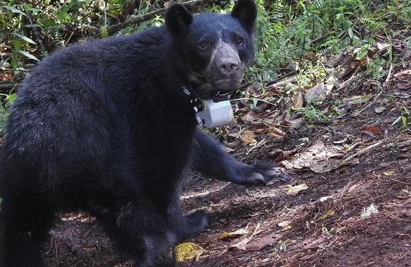 El monitoreo con collares GPS permitió identificar que los osos de anteojos utilizan con frecuencia zonas colindantes al Refugio de Vida Silvestre Laquipampa, lo que amplía el enfoque de conservación más allá de los límites formales del área protegida. (Foto: Difusión)
