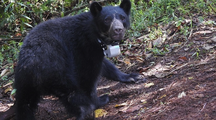 El monitoreo con collares GPS permitió identificar que los osos de anteojos utilizan con frecuencia zonas colindantes al Refugio de Vida Silvestre Laquipampa, lo que amplía el enfoque de conservación más allá de los límites formales del área protegida. (Foto: Difusión)
