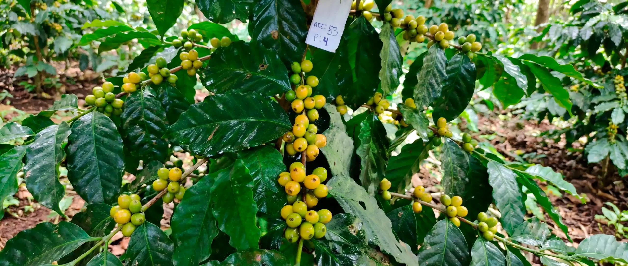 Se identificaron dos genotipos promisorios, INIA-46 e INIA-53, con alta tolerancia a la roya amarilla, buen rendimiento productivo y calidad de taza superior a 83 puntos SCA. (Foto: DIfusión)