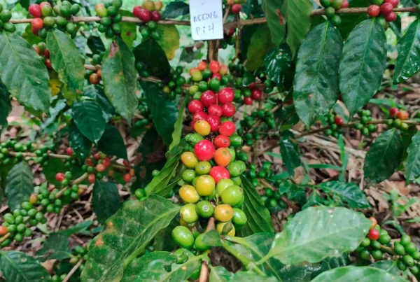 El INIA implementará una metodología de selección participativa que involucra directamente a productores líderes para validar los genotipos en condiciones reales de campo. (Foto: DIfusión)