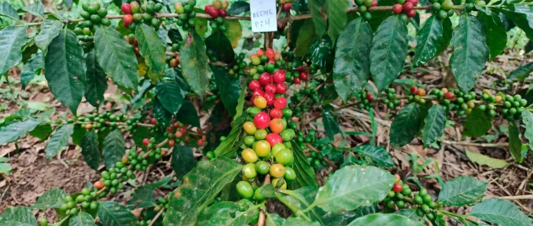 El INIA implementará una metodología de selección participativa que involucra directamente a productores líderes para validar los genotipos en condiciones reales de campo. (Foto: DIfusión)