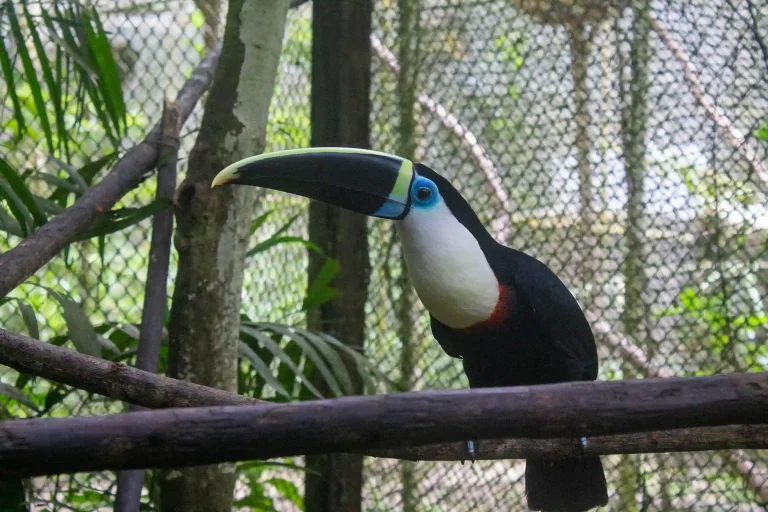 Los refugios brindan atención especializada a especies rescatadas del tráfico ilegal, permitiendo su rehabilitación y, en algunos casos, su retorno al hábitat natural. (Foto: OSINFOR)