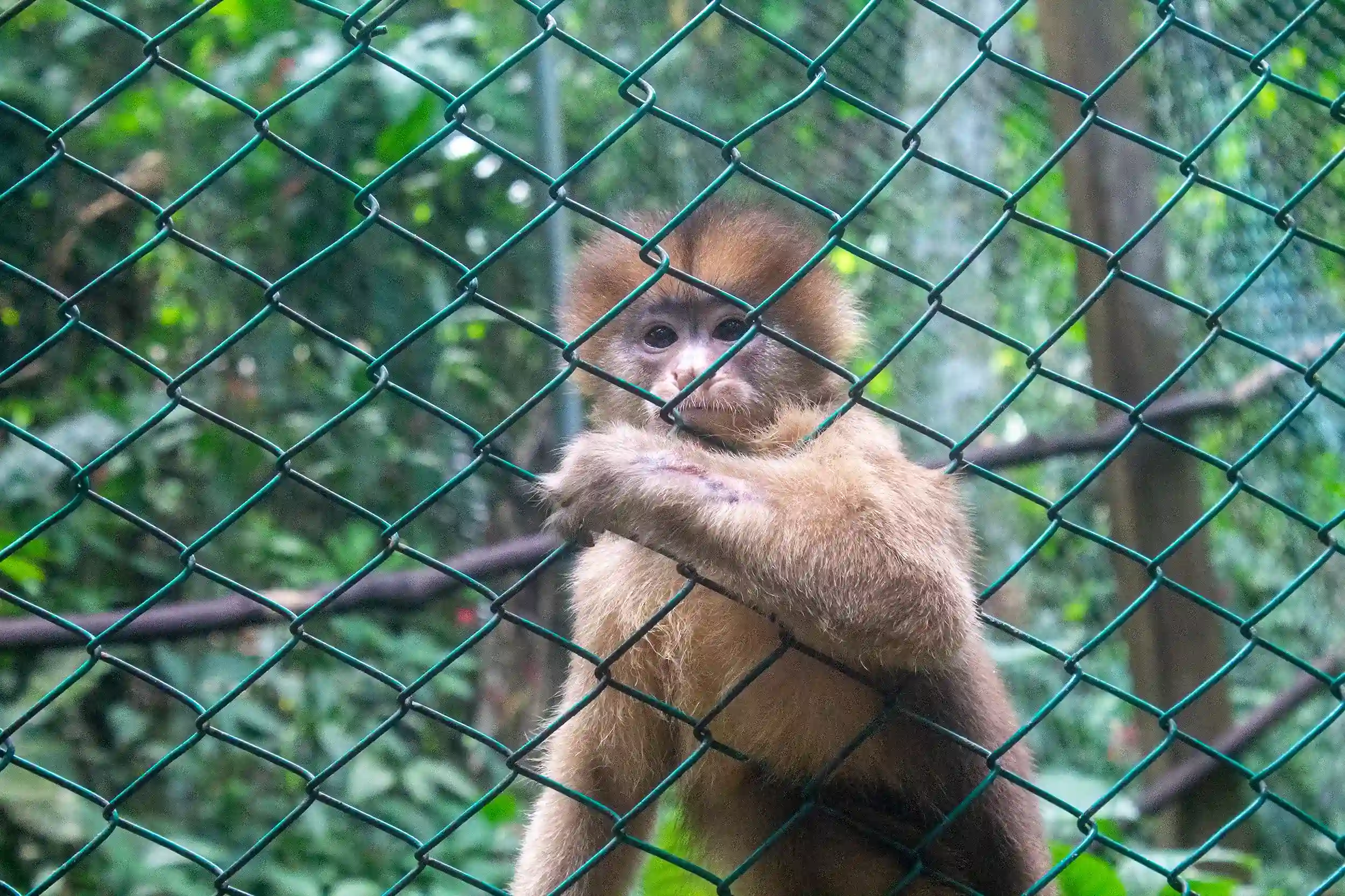 Pilpintuwasi y Chavita obtuvieron diez estrellas en el Zoobservatorio del OSINFOR, una calificación otorgada solo a centros que cumplen estrictos estándares de bienestar animal, salud y gestión. (Foto: OSINFOR)