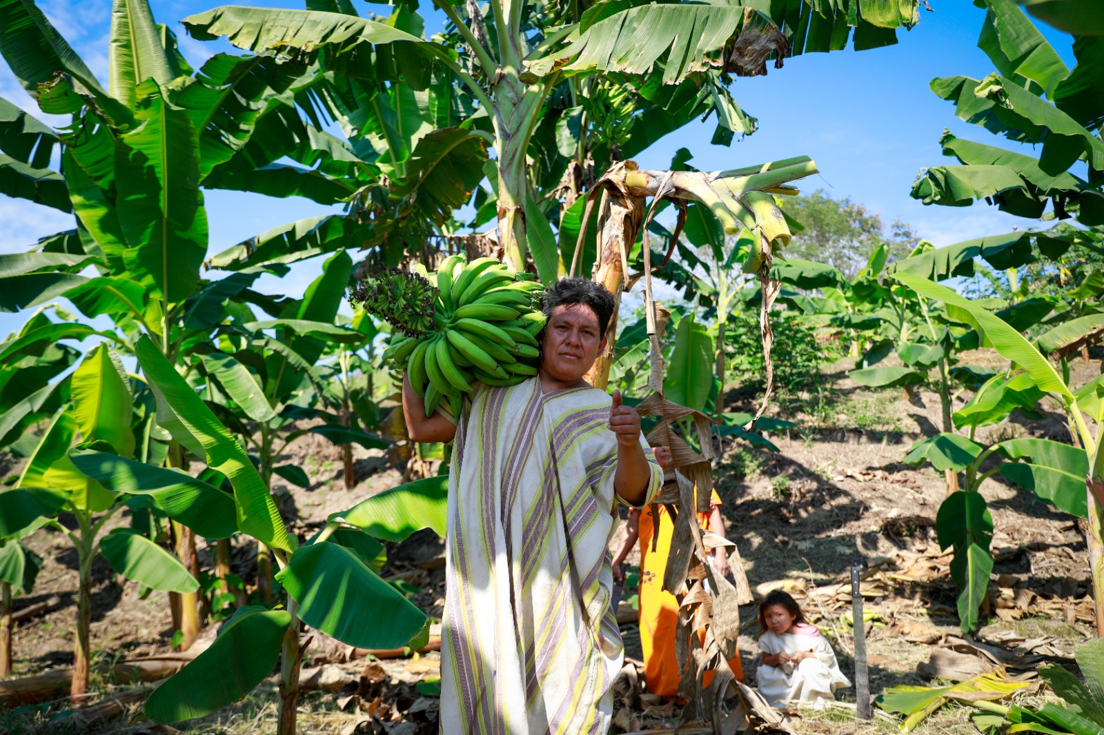 El proyecto beneficia a 418 familias asháninkas de 13 comunidades nativas del distrito de Río Tambo mediante asistencia técnica especializada para el cultivo de plátano. (Foto: Difusión)