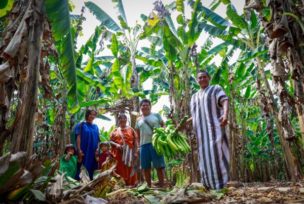 Las áreas instaladas en la primera etapa ya se encuentran en producción y las familias han iniciado la cosecha y comercialización en mercados locales. (Foto: Difusión)