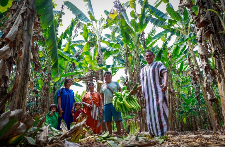 Las áreas instaladas en la primera etapa ya se encuentran en producción y las familias han iniciado la cosecha y comercialización en mercados locales. (Foto: Difusión)
