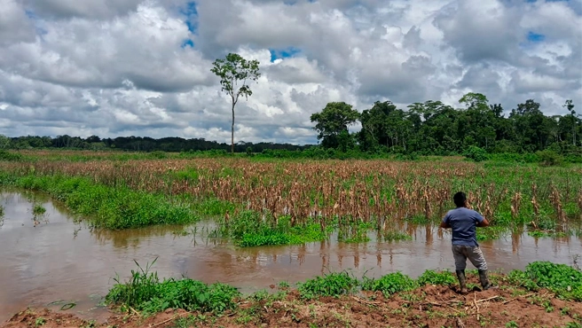 Según los pronósticos del Senamhi, las lluvias continuarán en los próximos días, especialmente en la selva alta, con acumulados que podrían alcanzar los 75 mm por día. (Foto: difusión)