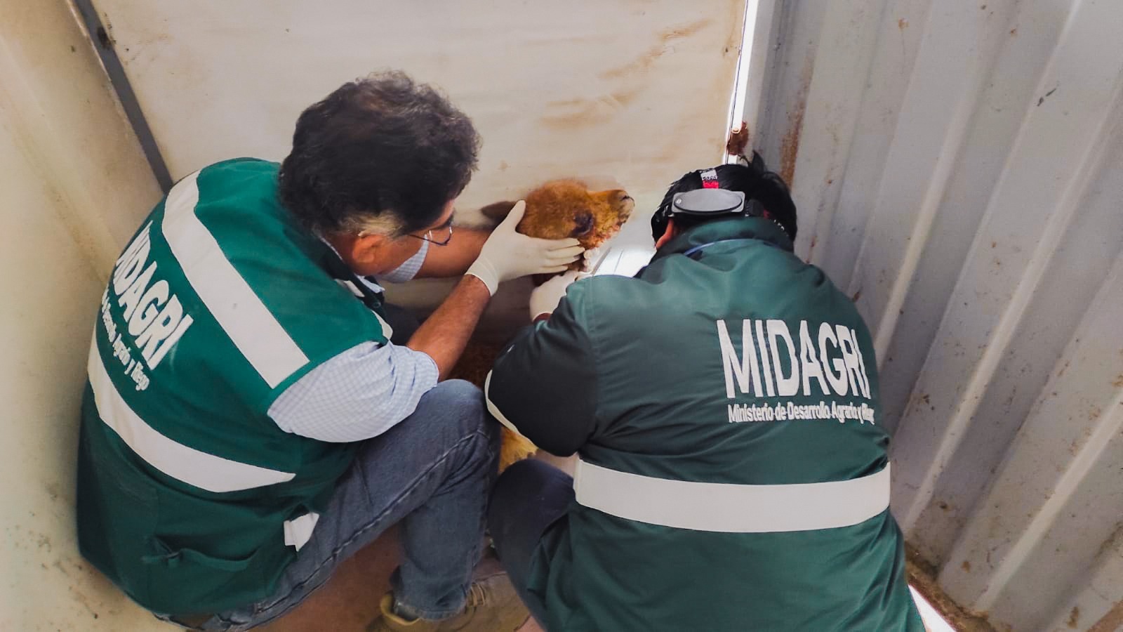La vicuña fue trasladada nuevamente al bofedal de Humalso, donde fue reinsertada en su hábitat natural tras ser estabilizada. (Foto: Difusión)