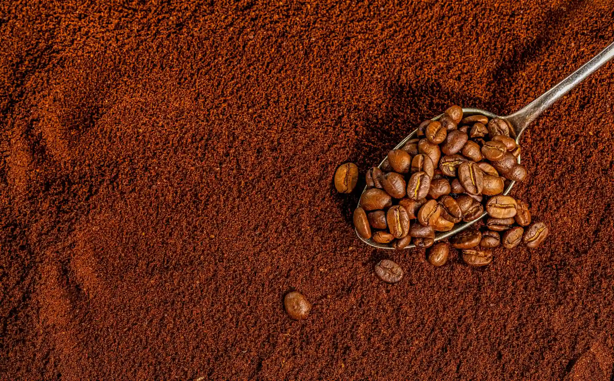Las guías están dirigidas a productores, cooperativas, exportadores, comercializadores y laboratorios, con el objetivo de asegurar la calidad del café para el mercado interno y la exportación. (Foto: Difusión)