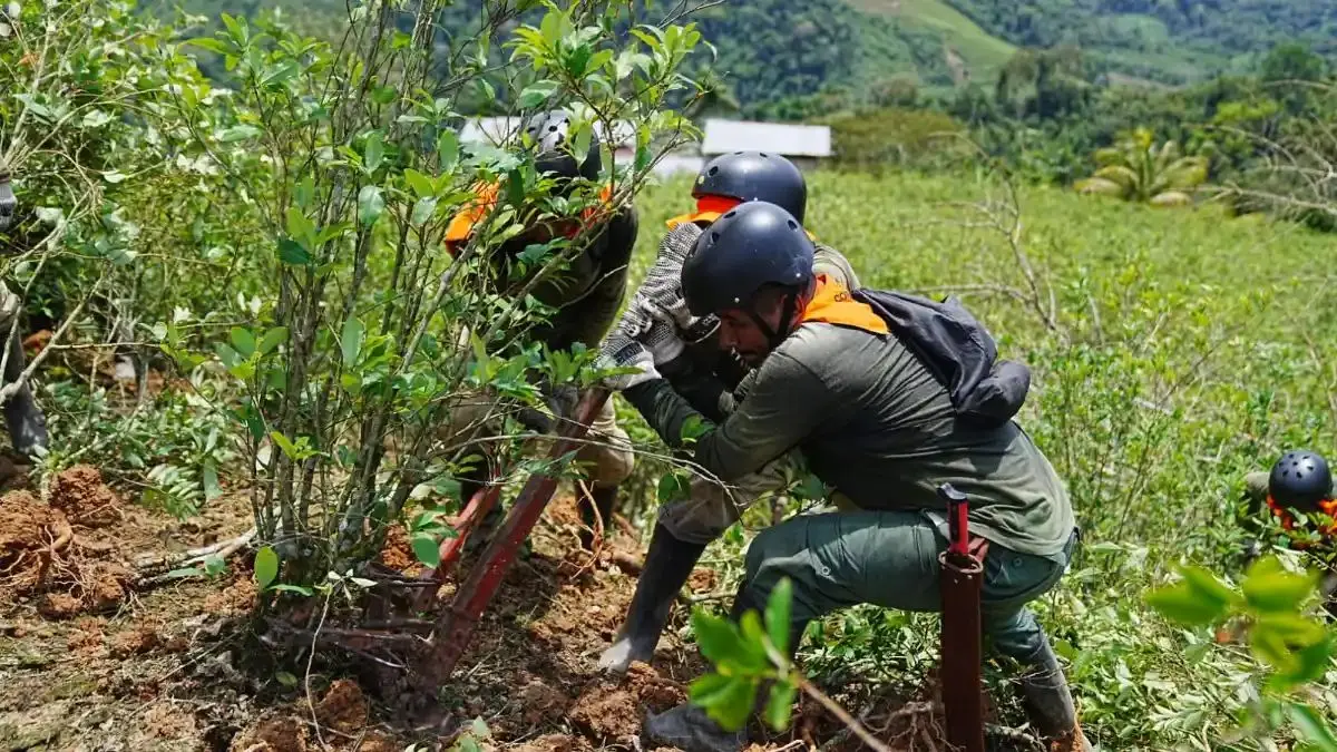 La ejecución del plan se desarrollará en dos fases, iniciando con el Proyecto Especial CORAH y culminando con el nuevo Programa de Reducción de Cultivos Ilegales, bajo evaluación y control permanente del sector Interior. (Foto: Difusión)