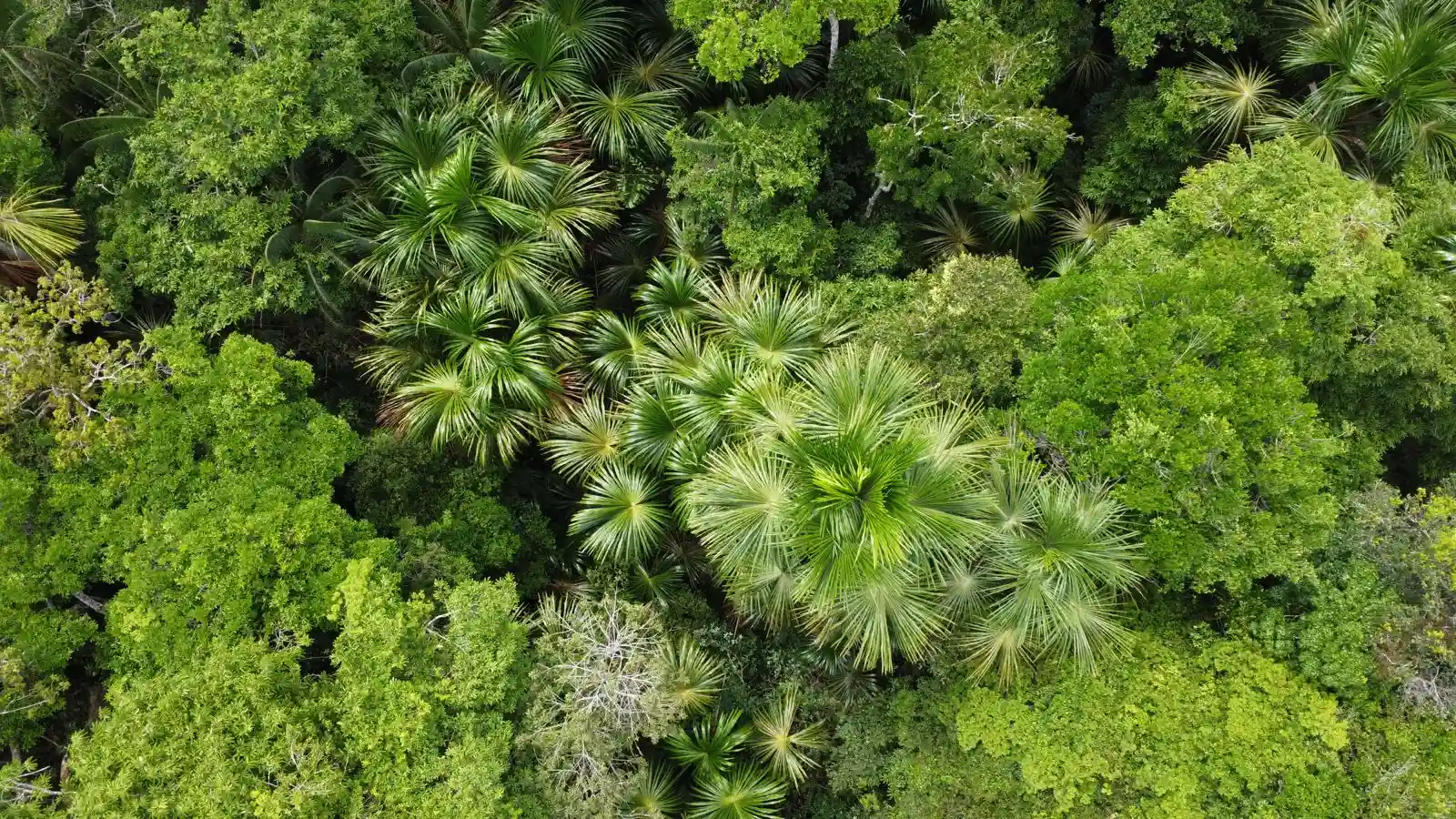 Esta herramienta tecnológica fue desarrollada en 2023 mediante una colaboración científica internacional que incluyó al Instituto de Investigación de la Amazonía Peruana (IIAP), el SERNANP y universidades de prestigio como Leeds, Brescia y Wageningen. (Foto: Difusión)