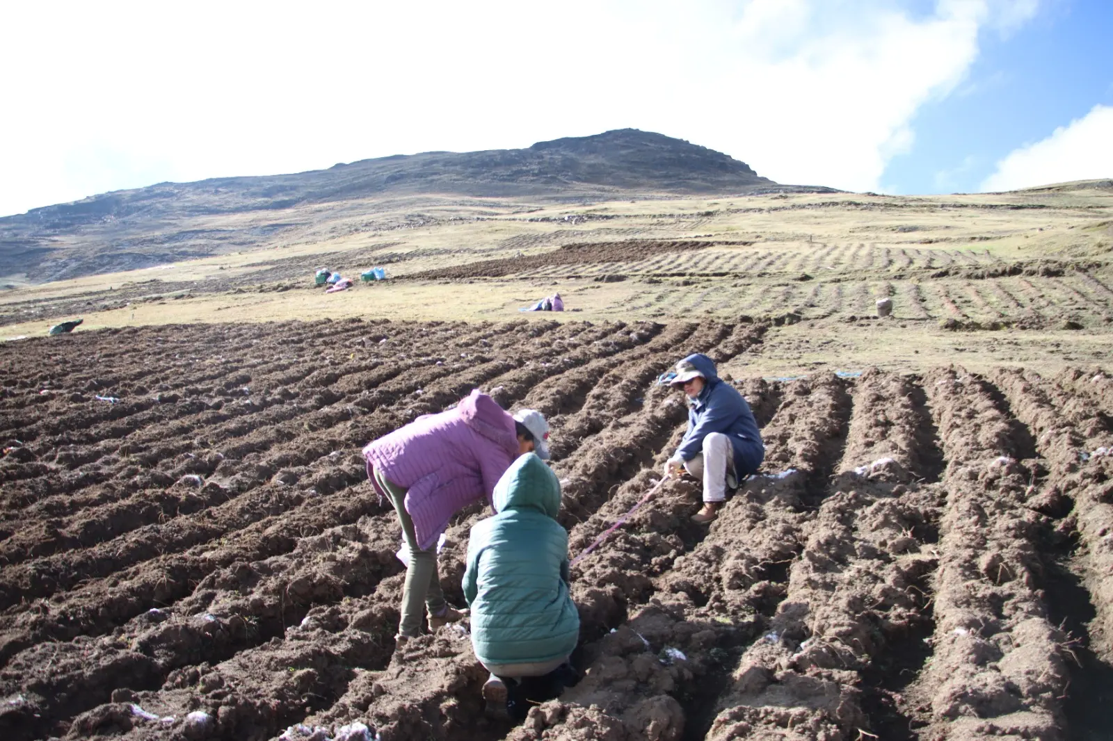 Agricultores conservacionistas participaron activamente en la siembra, integrando saberes ancestrales con el acompañamiento técnico para fortalecer los sistemas agroalimentarios locales. (Foto: Difusión)