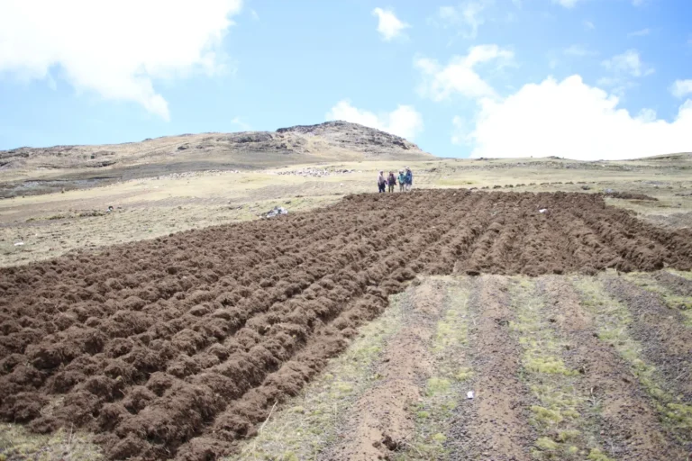 Las parcelas experimentales permitirán conocer cómo se comportan las papas nativas en su entorno agroecológico, aportando evidencia clave para su conservación y uso sostenible. (Foto: Difusión)