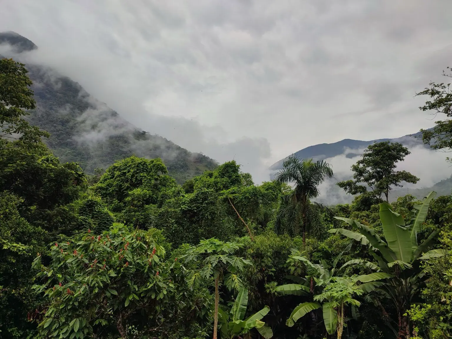 El SERNANP otorgó la conformidad técnica al expediente del ACR Selva Verde – Santo Domingo, aprobando su pase a la tercera etapa del proceso y acercando a Puno a contar con su primera Área de Conservación Regional. (Foto: Difusión)