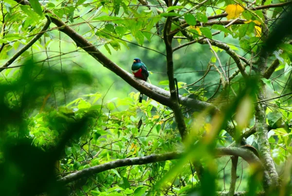La propuesta busca proteger más de 108,000 hectáreas de bosques de yungas, un corredor biológico estratégico que resguarda especies emblemáticas y cabeceras de cuenca vitales para la región. (Foto: DIfusión)