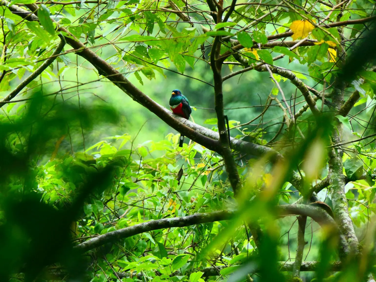 La propuesta busca proteger más de 108,000 hectáreas de bosques de yungas, un corredor biológico estratégico que resguarda especies emblemáticas y cabeceras de cuenca vitales para la región. (Foto: DIfusión)