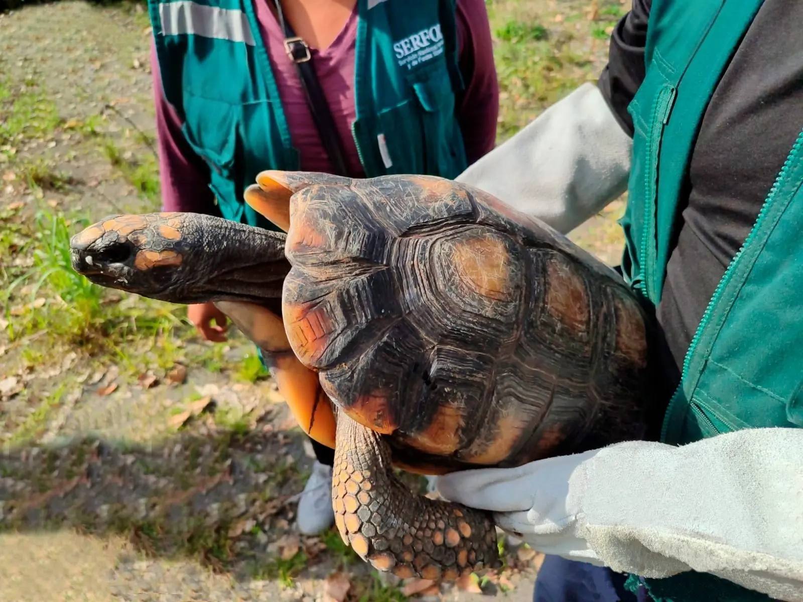 El caso evidenció la persistencia del comercio y la tenencia ilegal de fauna silvestre en la región, pese a las campañas de sensibilización y control. (Foto: Difusión)