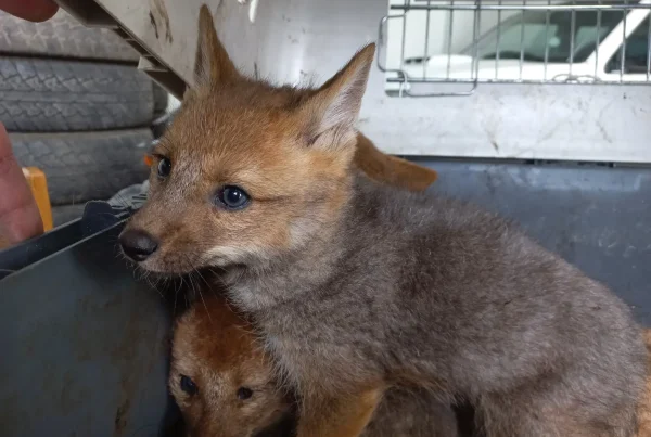 Los animales rescatados fueron trasladados a centros especializados debido a que su corta edad y condición comprometían seriamente sus posibilidades de sobrevivir en estado silvestre. (Foto: Difusión)