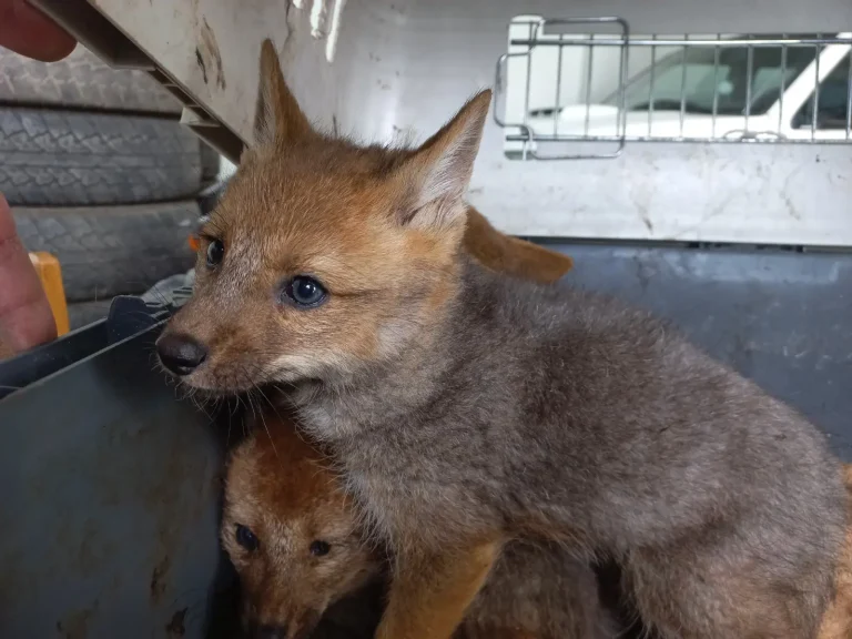 Los animales rescatados fueron trasladados a centros especializados debido a que su corta edad y condición comprometían seriamente sus posibilidades de sobrevivir en estado silvestre. (Foto: Difusión)
